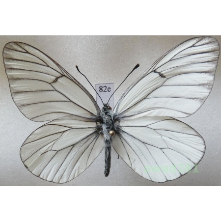 Aporia crataegi (Linnaeus, 1758) male Poland82e